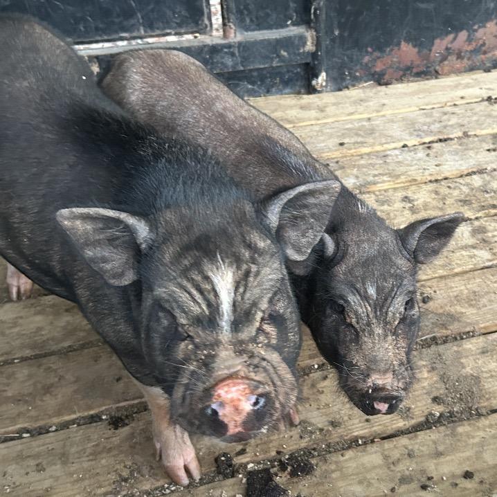 TIM, Adoptable, Adult Male Pig.