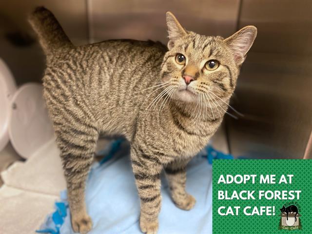 WAFFLES, Adoptable, Young Male Domestic Short Hair.