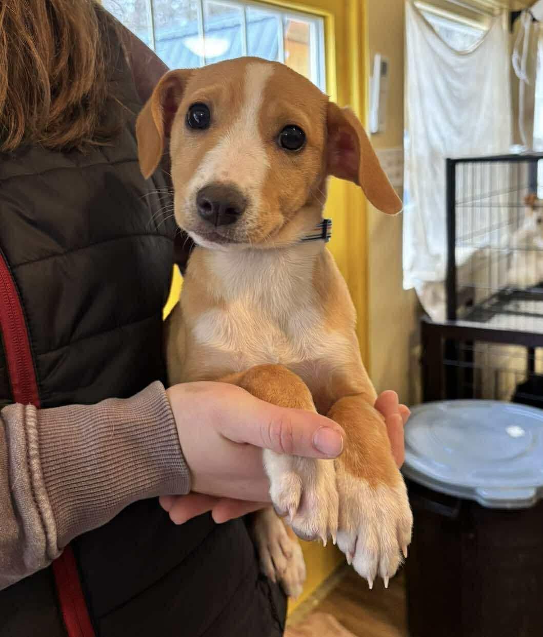 Enlarge Dune, a ADOPTABLE Mixed Breed in Berwick, ME image 3/3