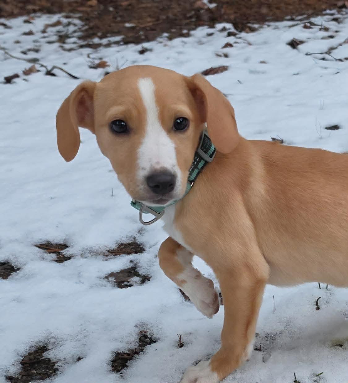 Dune, ADOPTABLE, Puppy Male Mixed Breed.