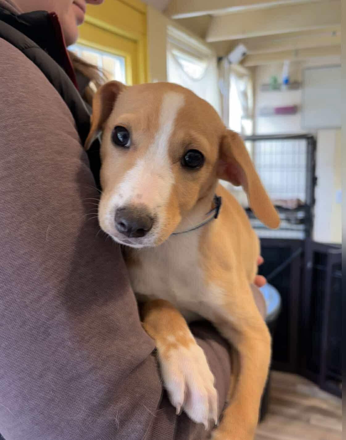 Enlarge Dune, a ADOPTABLE Mixed Breed in Berwick, ME image 2/3