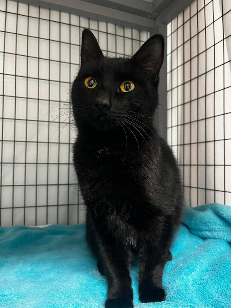 Enlarge Astra, a Adoptable mixed breed in Grants Pass, OR image 1/2