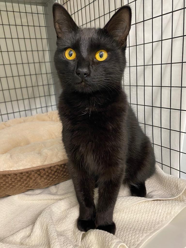 Enlarge Astra, a Adoptable mixed breed in Grants Pass, OR image 2/2