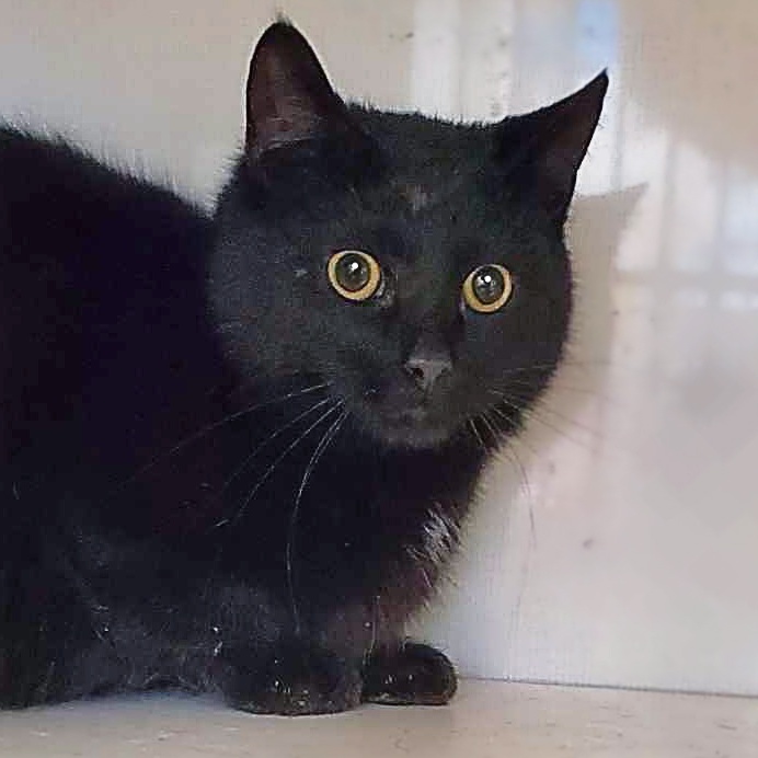 Enlarge DiCatprio, a Adoptable Domestic Short Hair in Shippenville, PA image 3/4