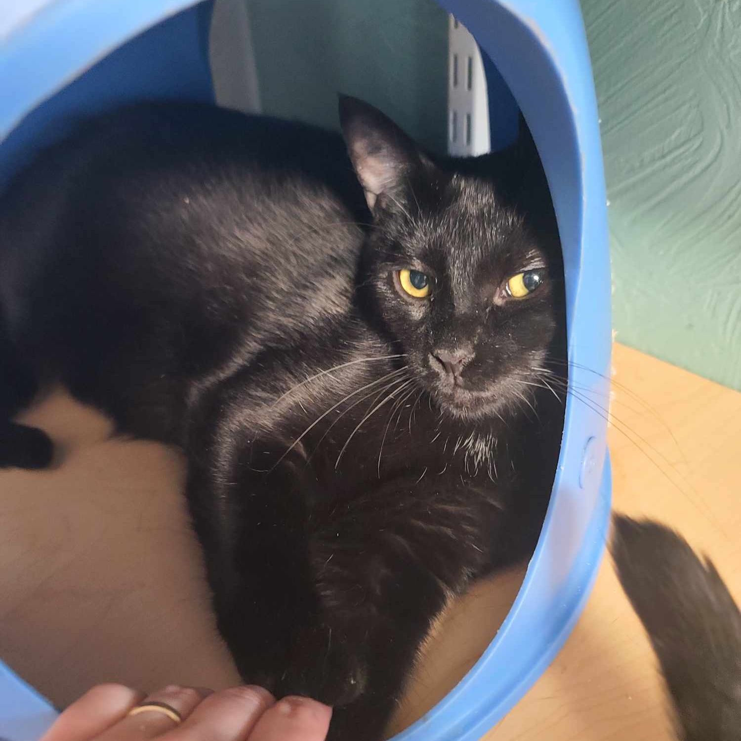 Enlarge DiCatprio, a Adoptable Domestic Short Hair in Shippenville, PA image 2/4