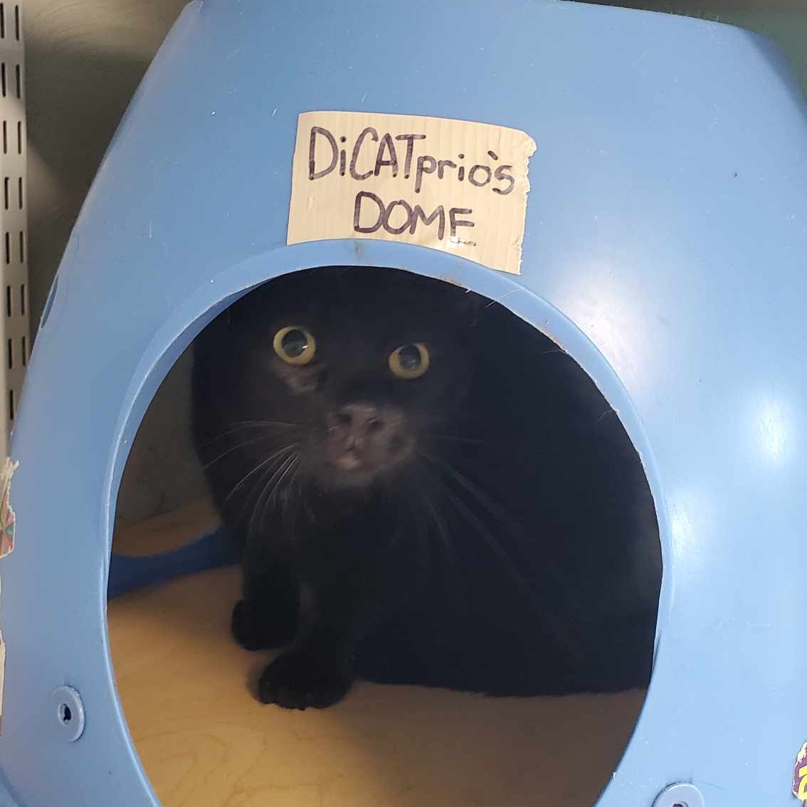 Enlarge DiCatprio, a Adoptable Domestic Short Hair in Shippenville, PA image 4/4