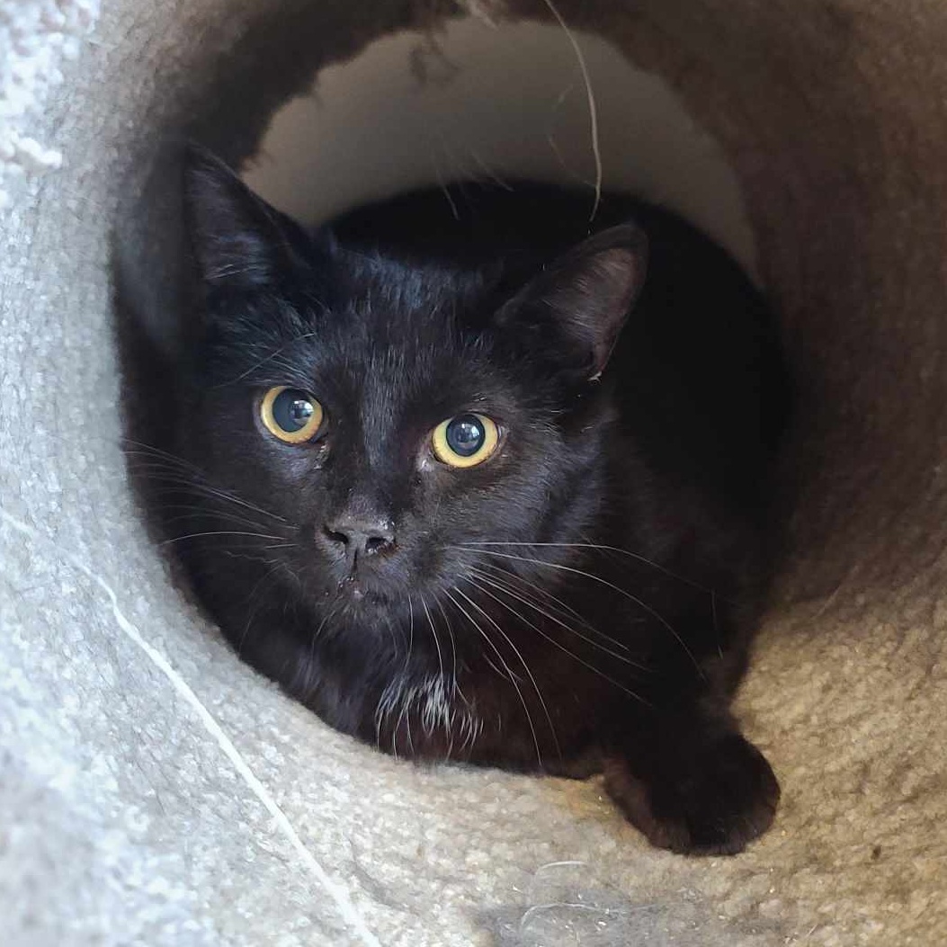 Enlarge DiCatprio, a Adoptable Domestic Short Hair in Shippenville, PA image 1/4