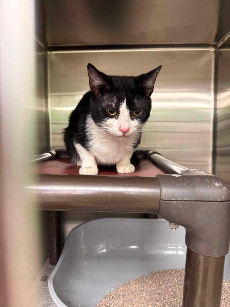 Max, Adopted, Adult Male Domestic Short Hair.
