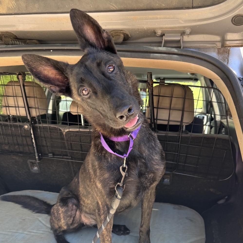 Ursula, Adoptable, Adult Female Dutch Shepherd & Belgian Shepherd / Malinois.