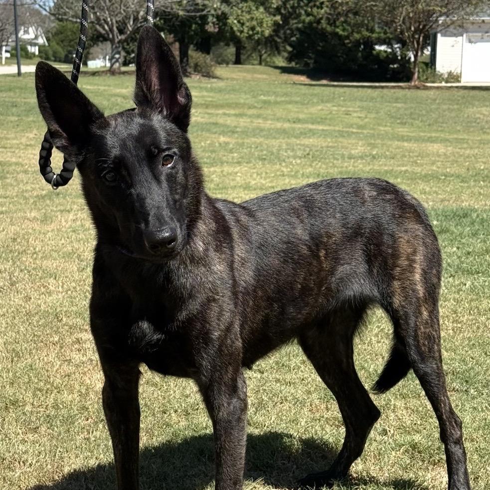 Enlarge Ursula, a Adoptable mixed breed in Griffin, GA image 2/2