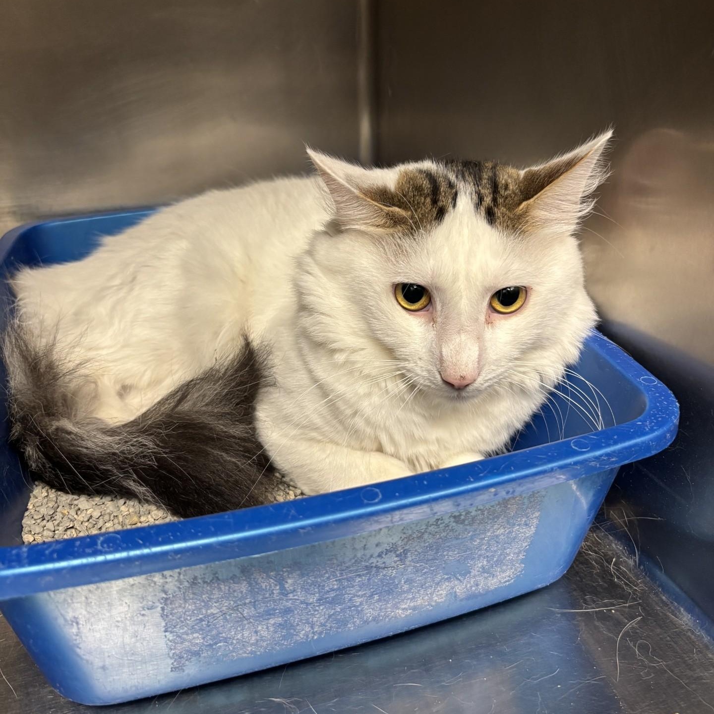 Saffron, Adoptable, Adult Male Domestic Short Hair.