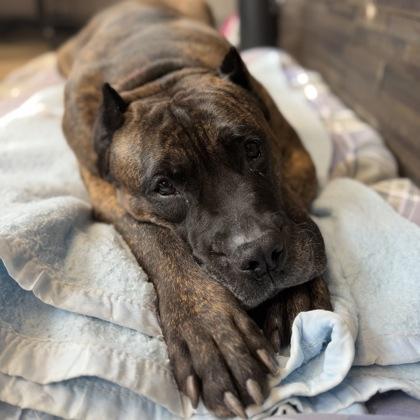 Lil Caesar, Adoptable, Senior Male Mixed Breed & Mixed Breed.