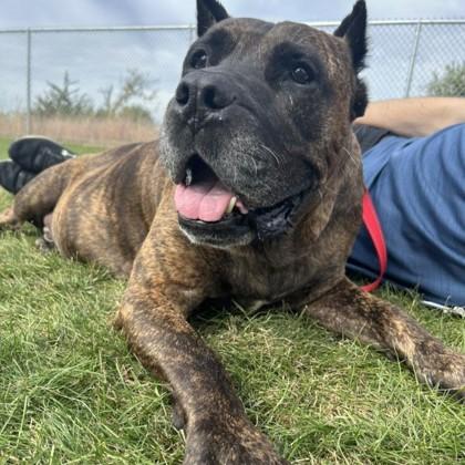 Lil Caesar — thumbnail 2