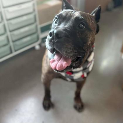 Lil Caesar — thumbnail 3