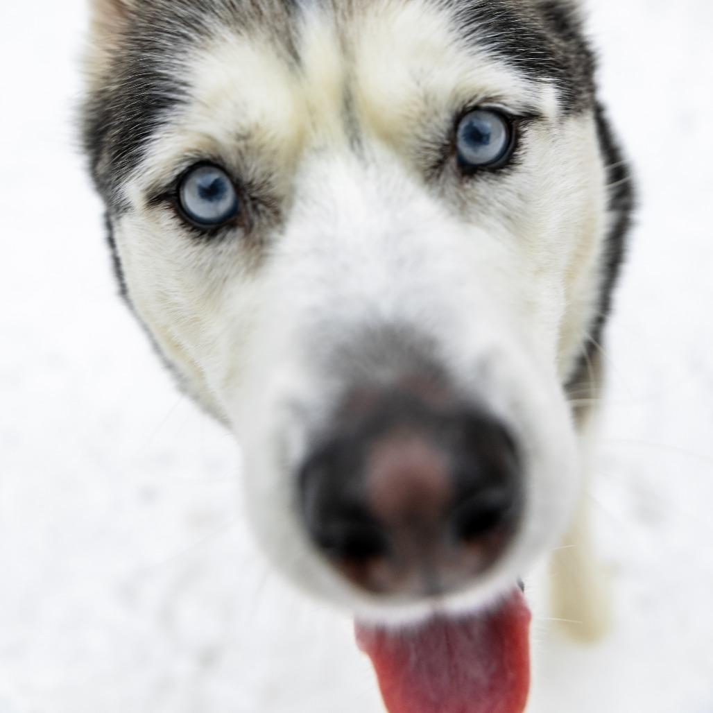 Enlarge Boomer, a Adoptable mixed breed in Naperville, IL image 2/6