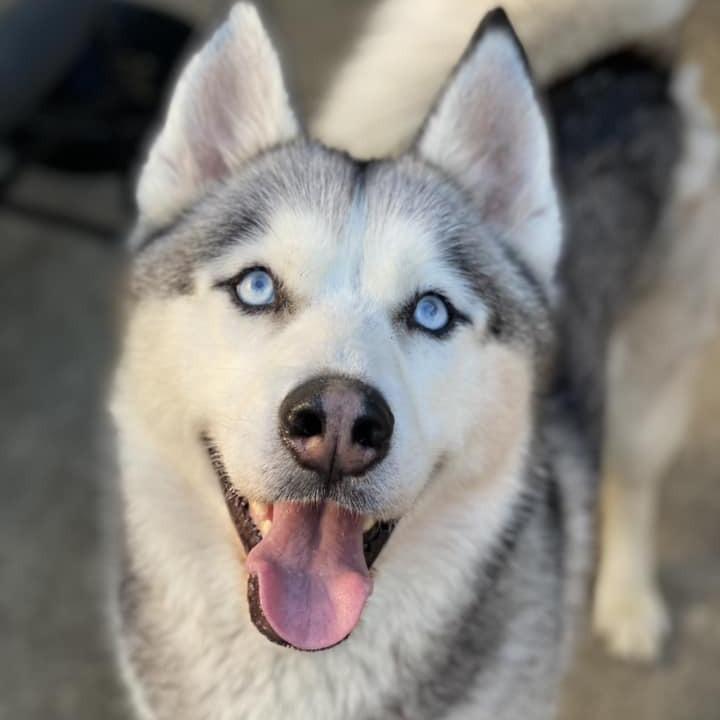 Enlarge Boomer, a Adoptable Husky in Naperville, IL image 1/3