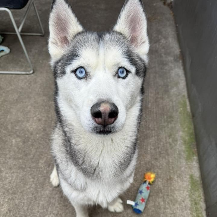 Enlarge Boomer, a Adoptable Husky in Naperville, IL image 2/3
