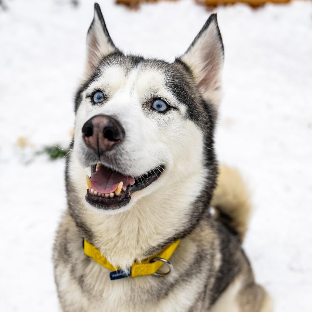 Enlarge Boomer, a Adoptable mixed breed in Naperville, IL image 3/6