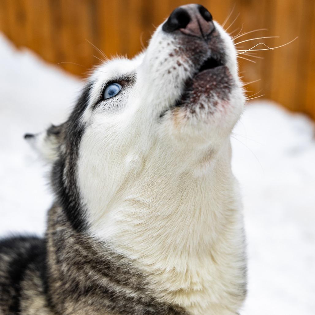 Enlarge Boomer, a Adoptable mixed breed in Naperville, IL image 4/6