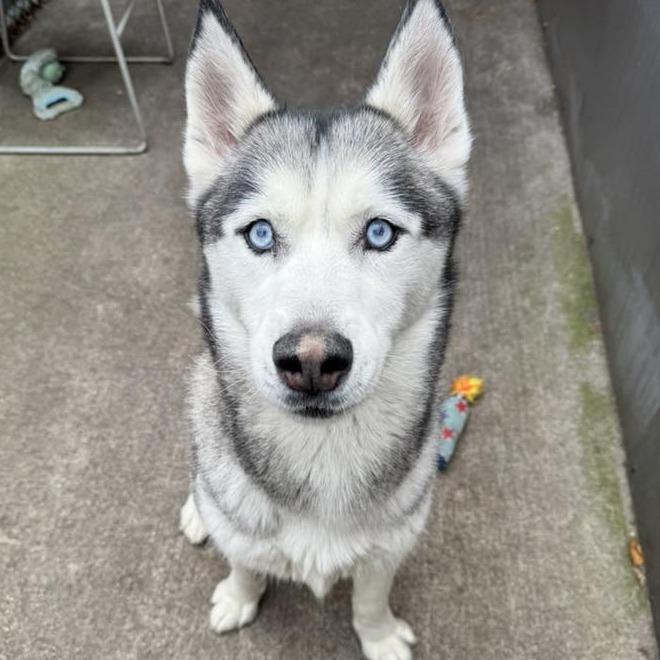 Enlarge Boomer, a Adoptable mixed breed in Naperville, IL image 5/6