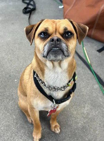 Petunia, Adoptable, Adult Female Pug & Beagle.