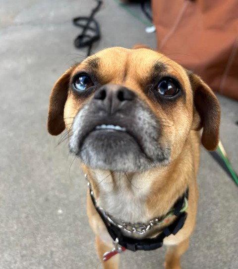 Petunia, a Adoptable mixed breed in San Diego, CA image 2/3