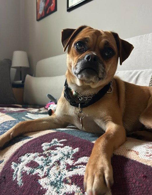 Petunia, a Adoptable mixed breed in San Diego, CA image 3/3