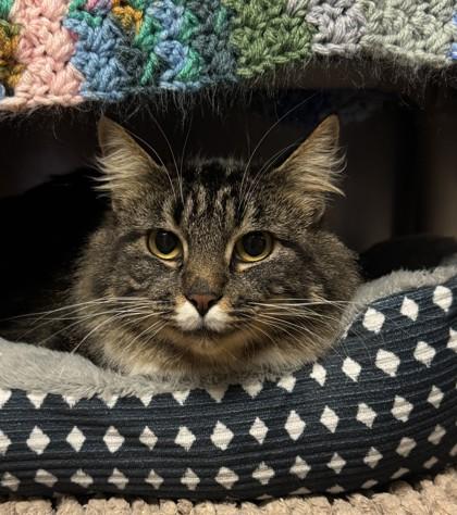 Buffy, ADOPTABLE, Young Female Domestic Long Hair.