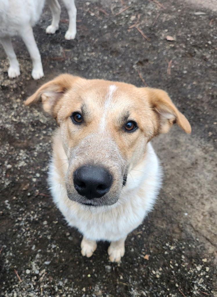 Trooper, Adoptable, Young Male Cattle Dog & Great Pyrenees.