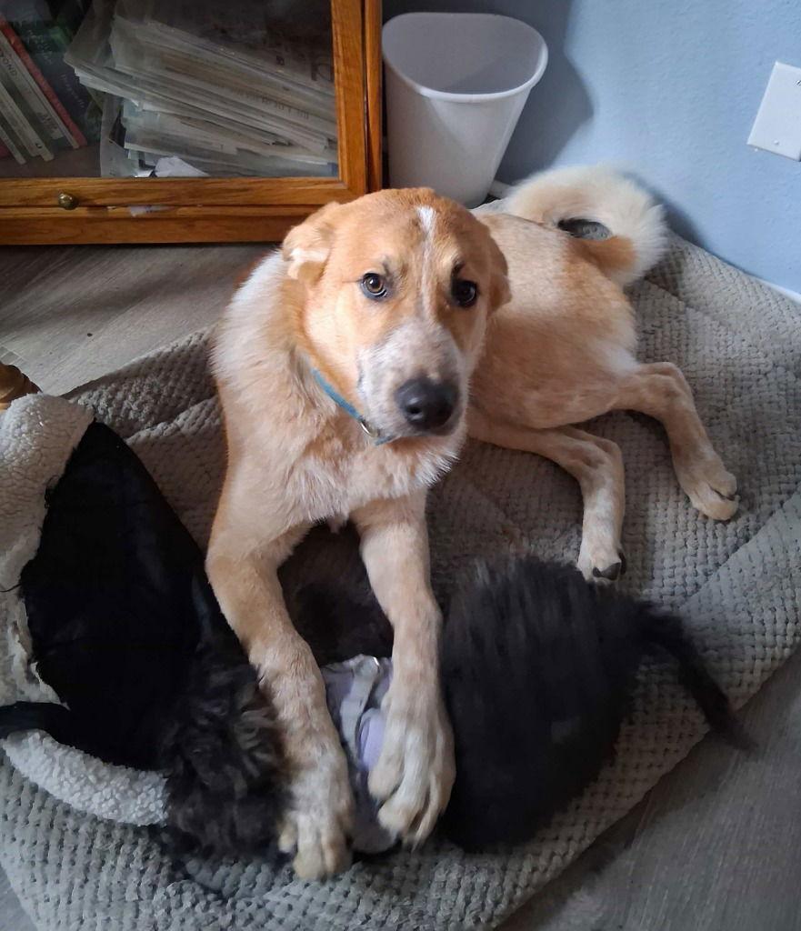 Trooper, a Adoptable mixed breed in Battle Ground, WA image 2/3