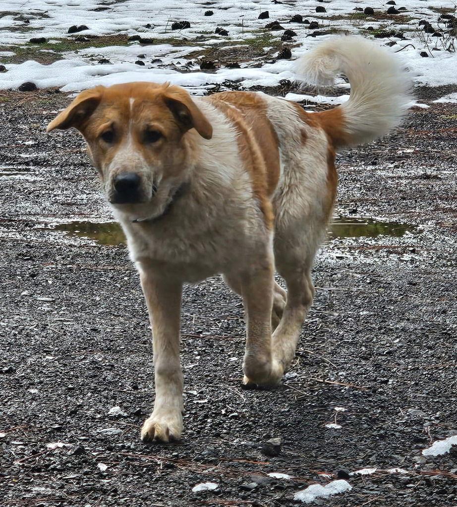 Trooper, a Adoptable mixed breed in Battle Ground, WA image 3/3