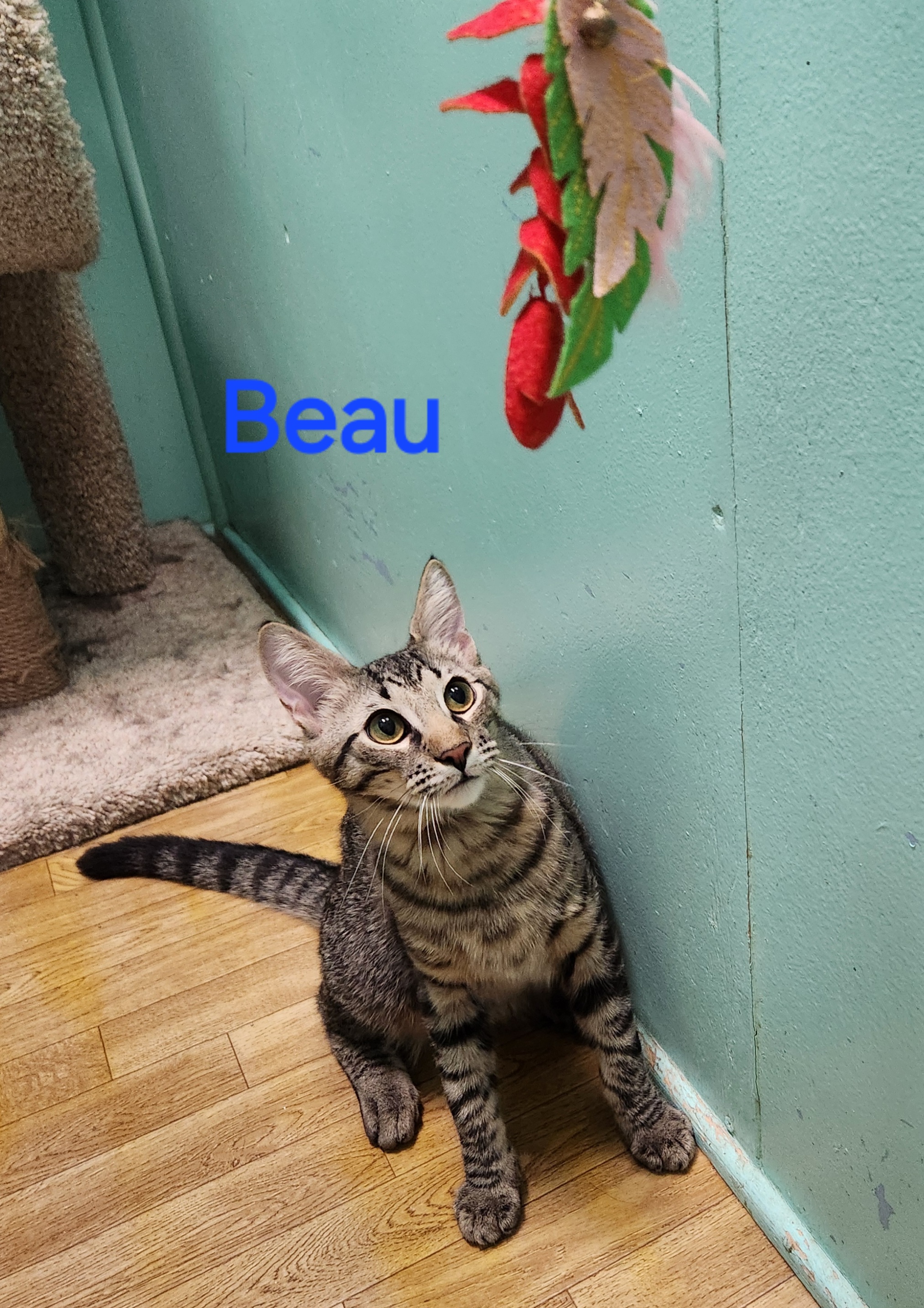 Beau, a Adoptable mixed breed in Whitewater, WI image 6/6