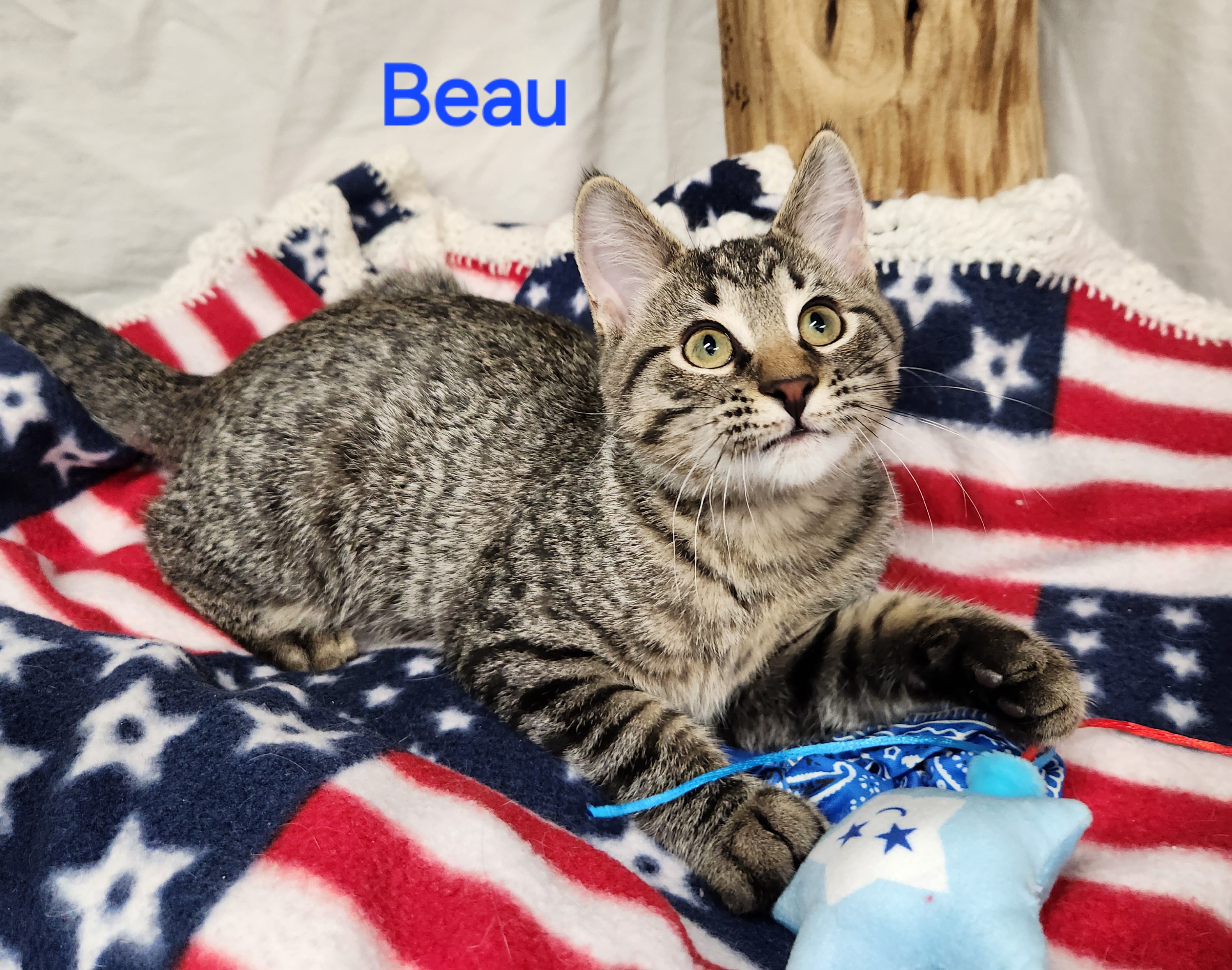 Beau, a Adoptable mixed breed in Whitewater, WI image 3/6