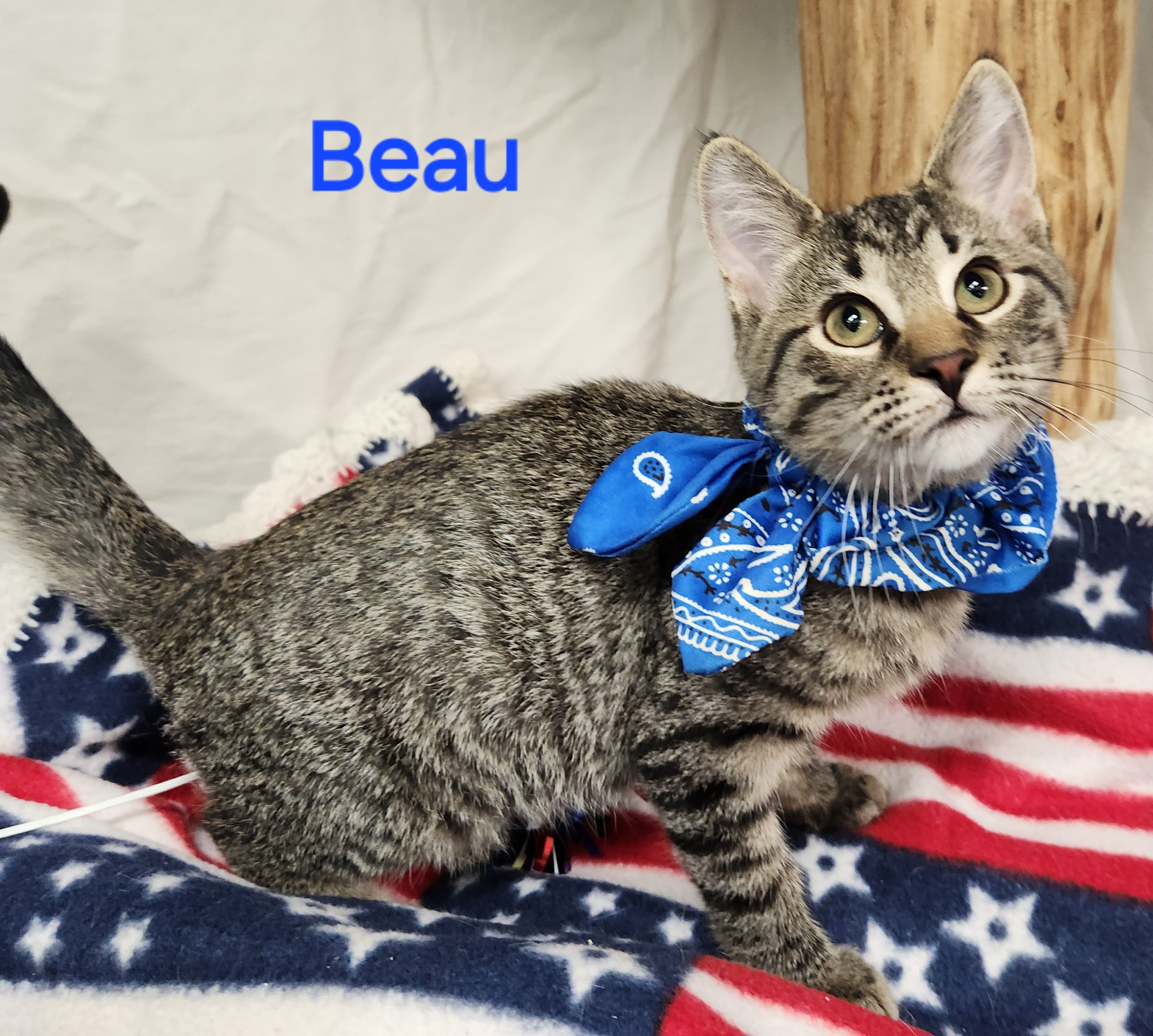 Beau, a Adoptable mixed breed in Whitewater, WI image 1/6