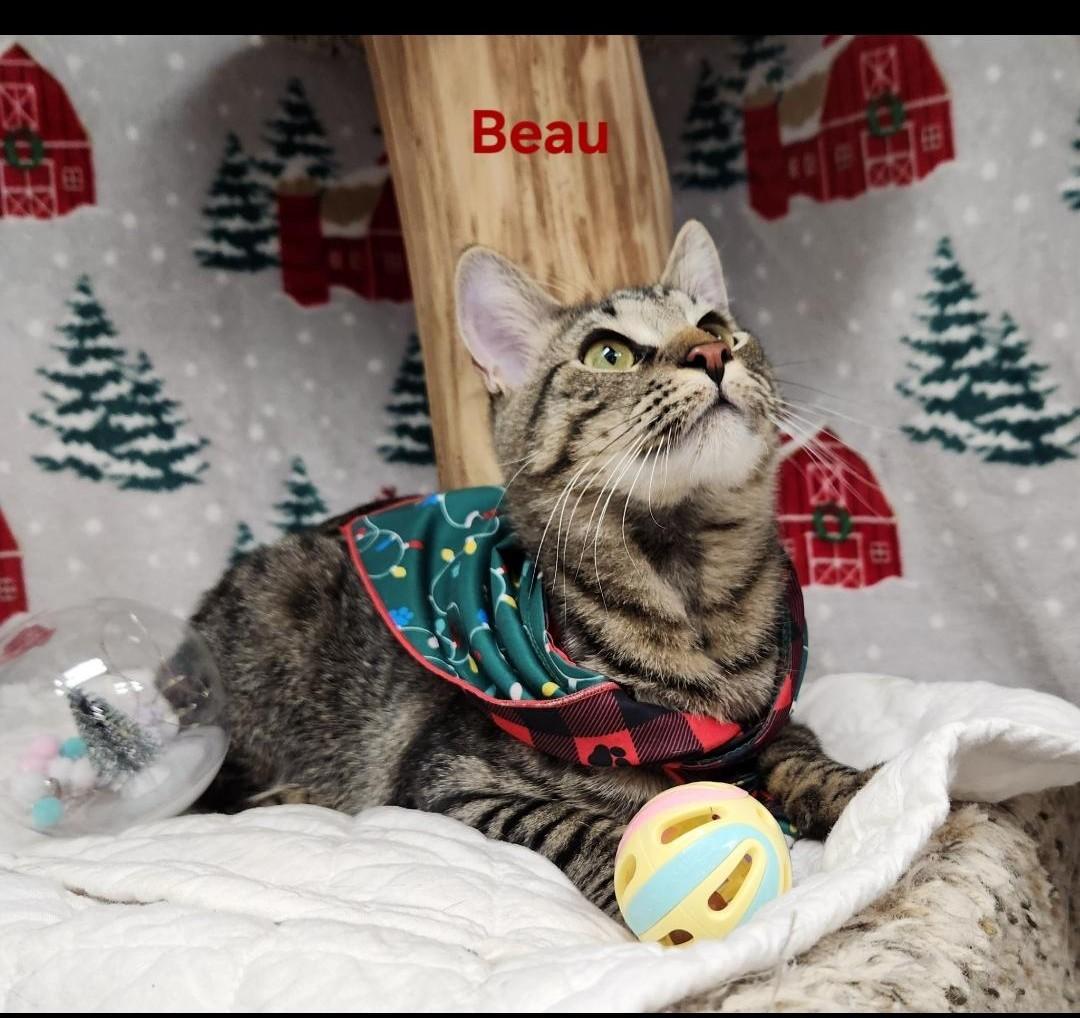 Beau, a Adoptable mixed breed in Whitewater, WI image 2/6