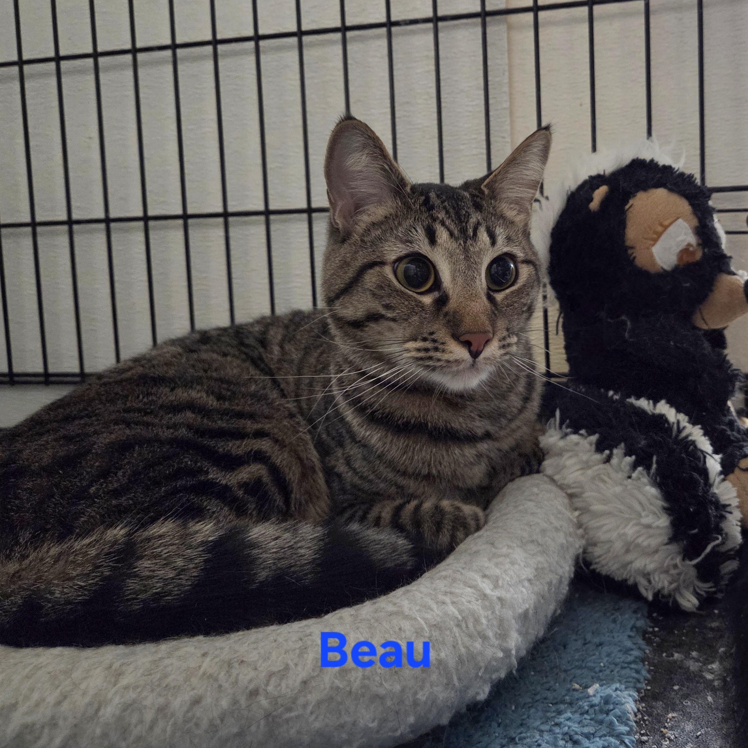 Enlarge Beau, a Adoptable mixed breed in Whitewater, WI image 2/6