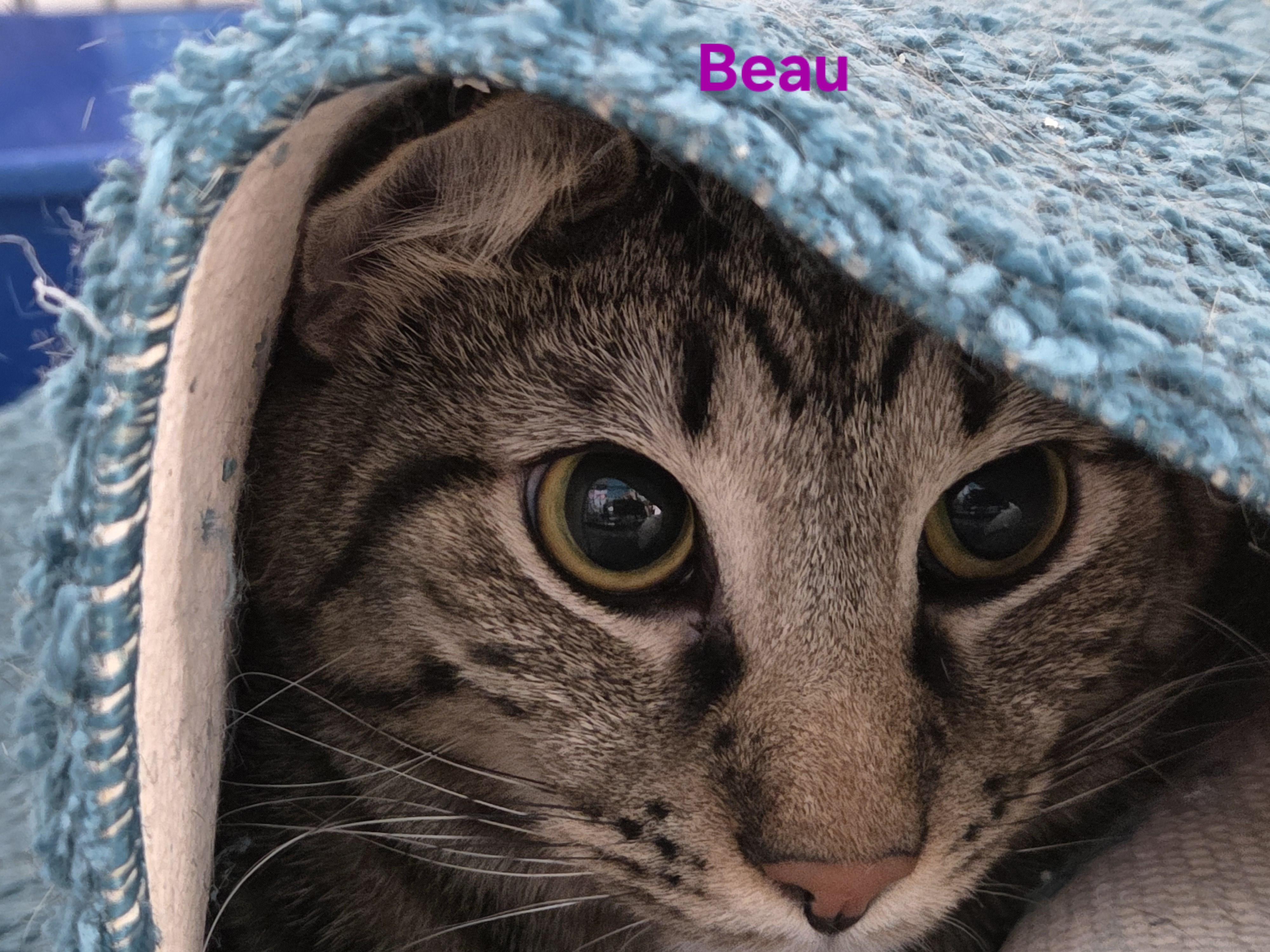 Enlarge Beau, a Adoptable mixed breed in Whitewater, WI image 4/6