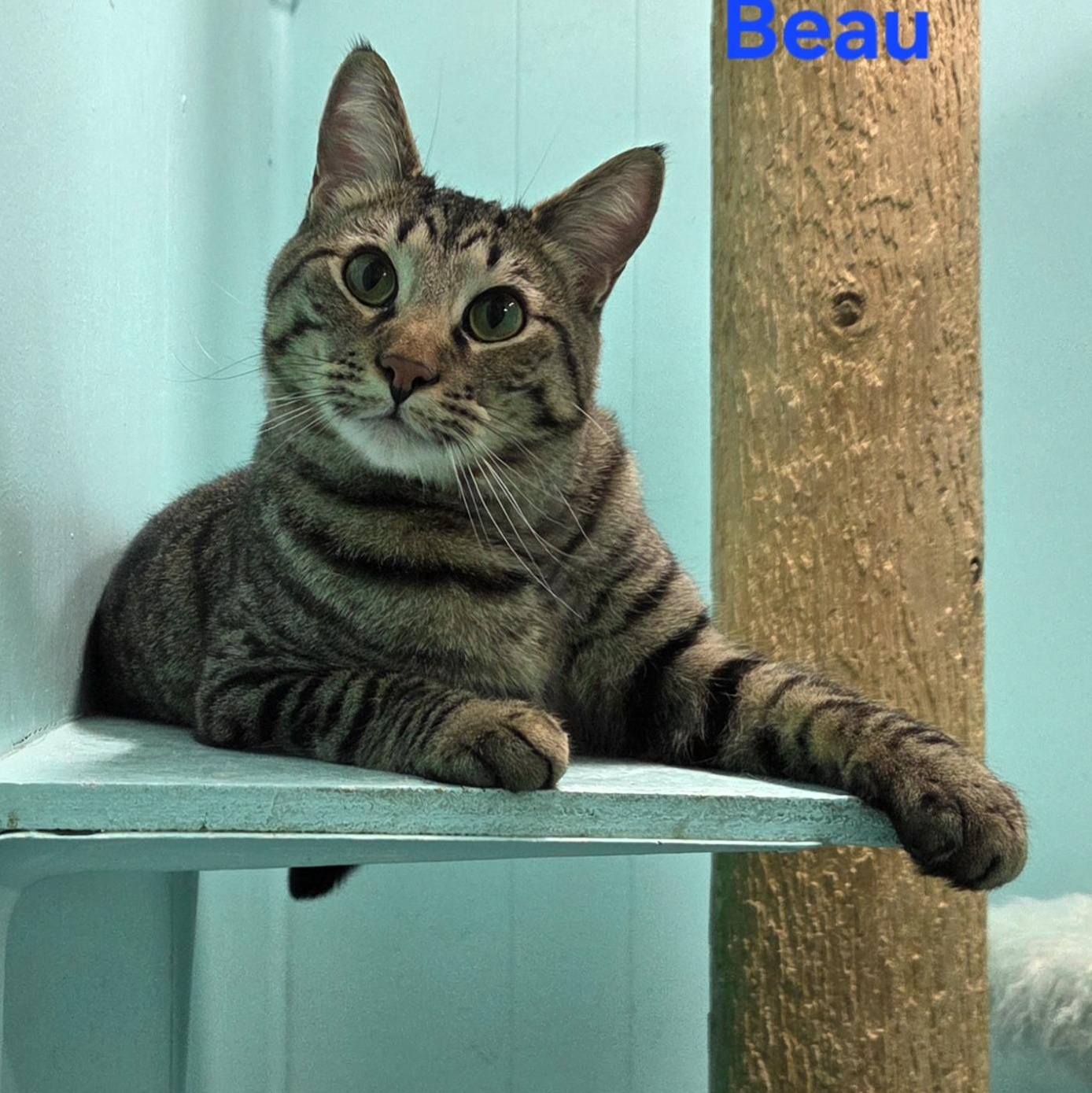 Beau, Adoptable, Young Male Domestic Short Hair.