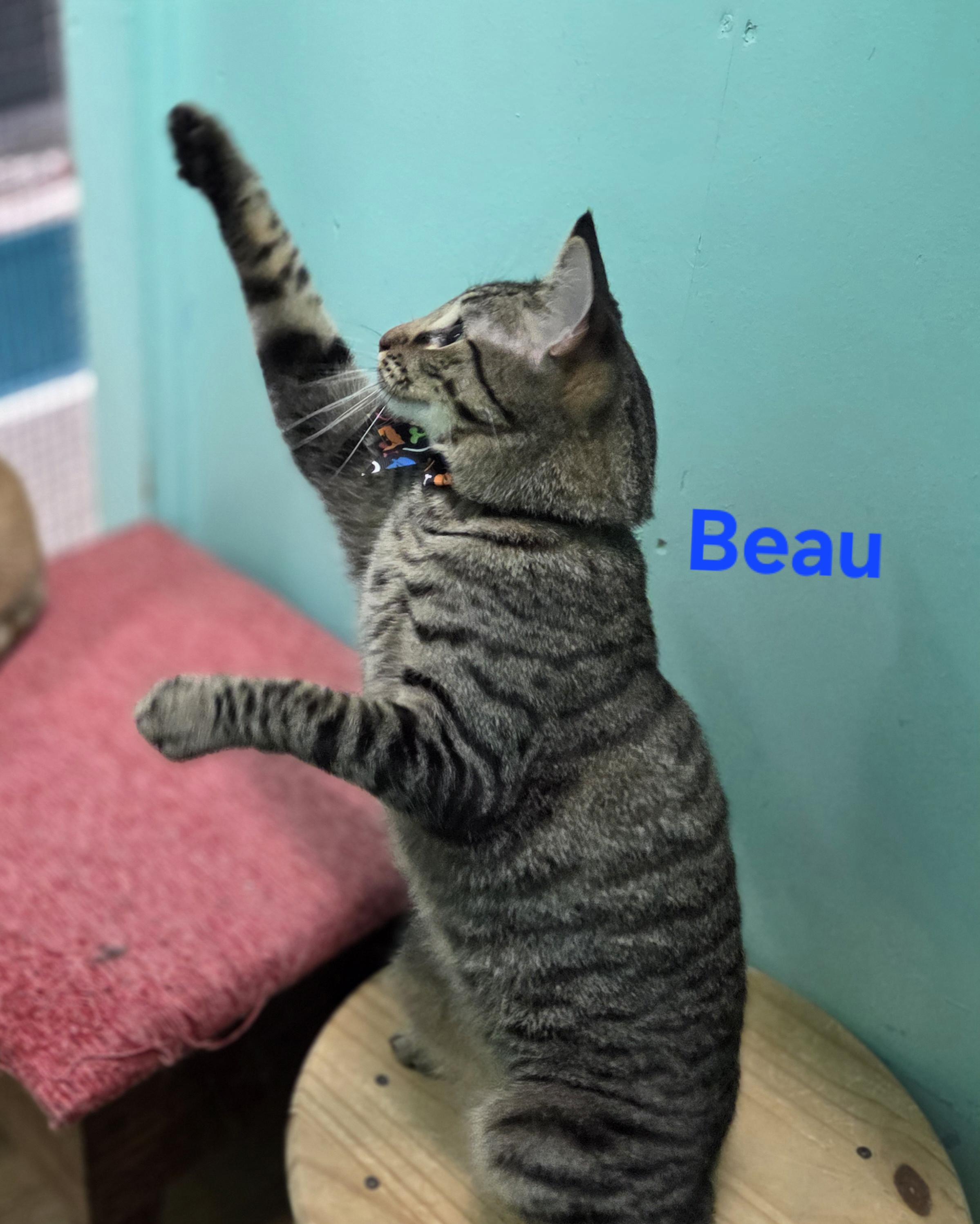 Enlarge Beau, a Adoptable mixed breed in Whitewater, WI image 3/6