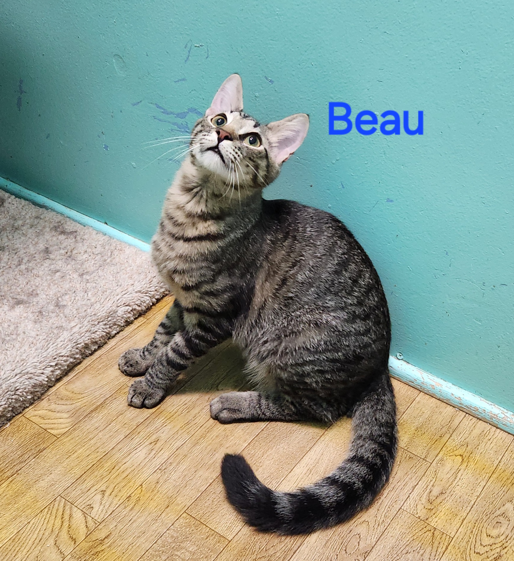 Beau, a Adoptable mixed breed in Whitewater, WI image 4/6