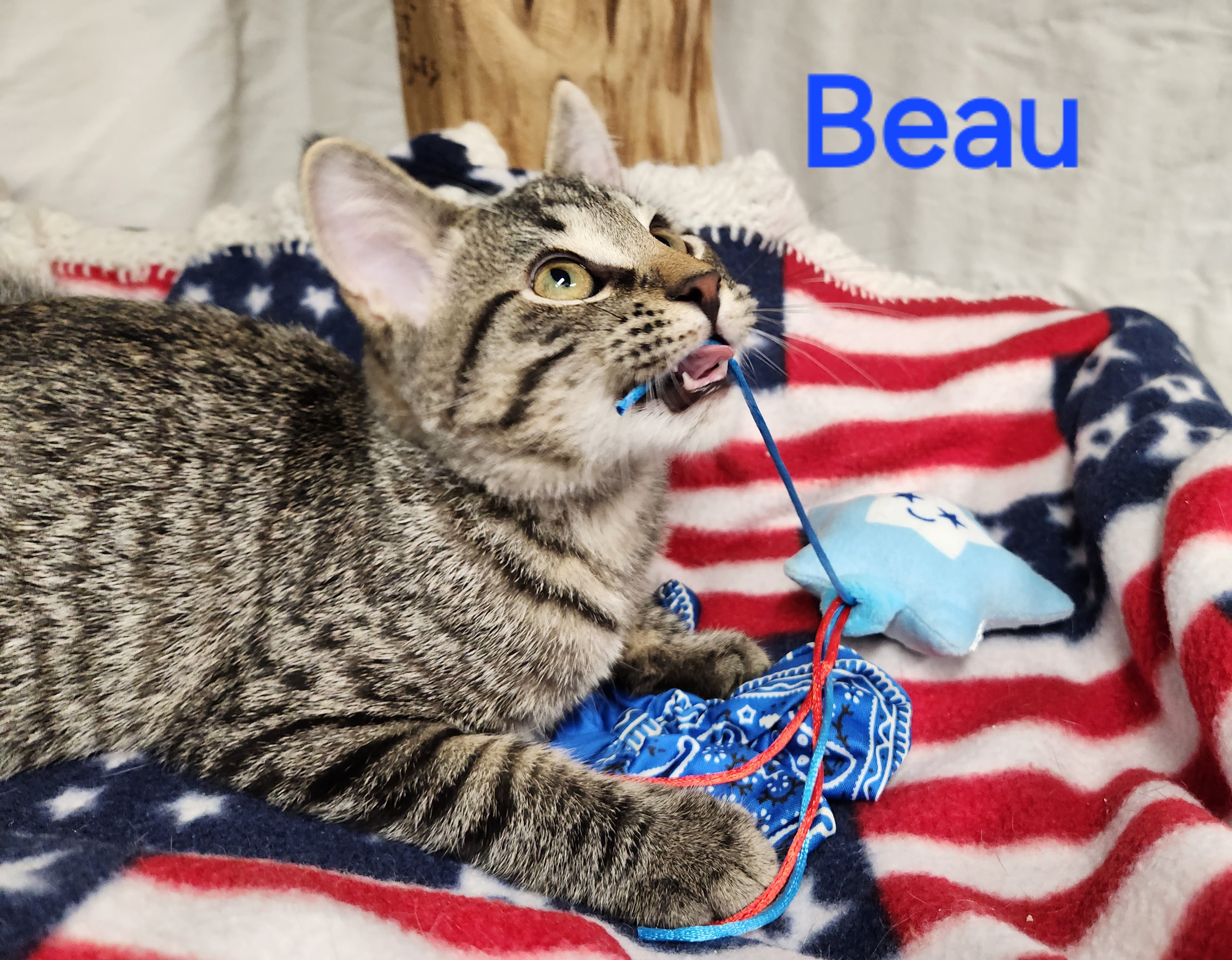 Beau, a Adoptable mixed breed in Whitewater, WI image 5/6