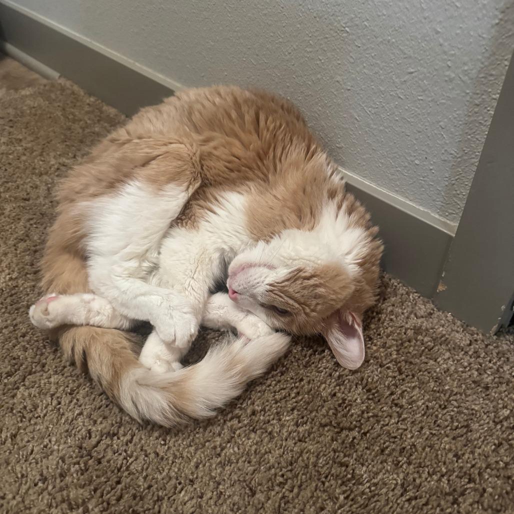 Oscar, Adoptable, Senior Male Domestic Short Hair.