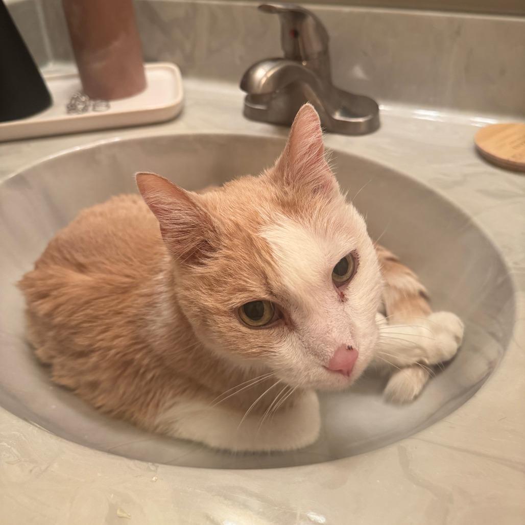 Enlarge Oscar, a Adoptable Domestic Short Hair in West Des Moines, IA image 2/4