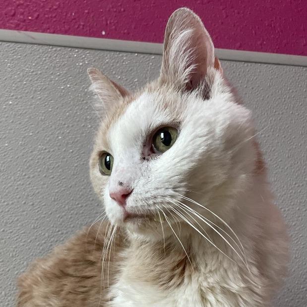 Enlarge Oscar, a Adoptable Domestic Short Hair in West Des Moines, IA image 3/4