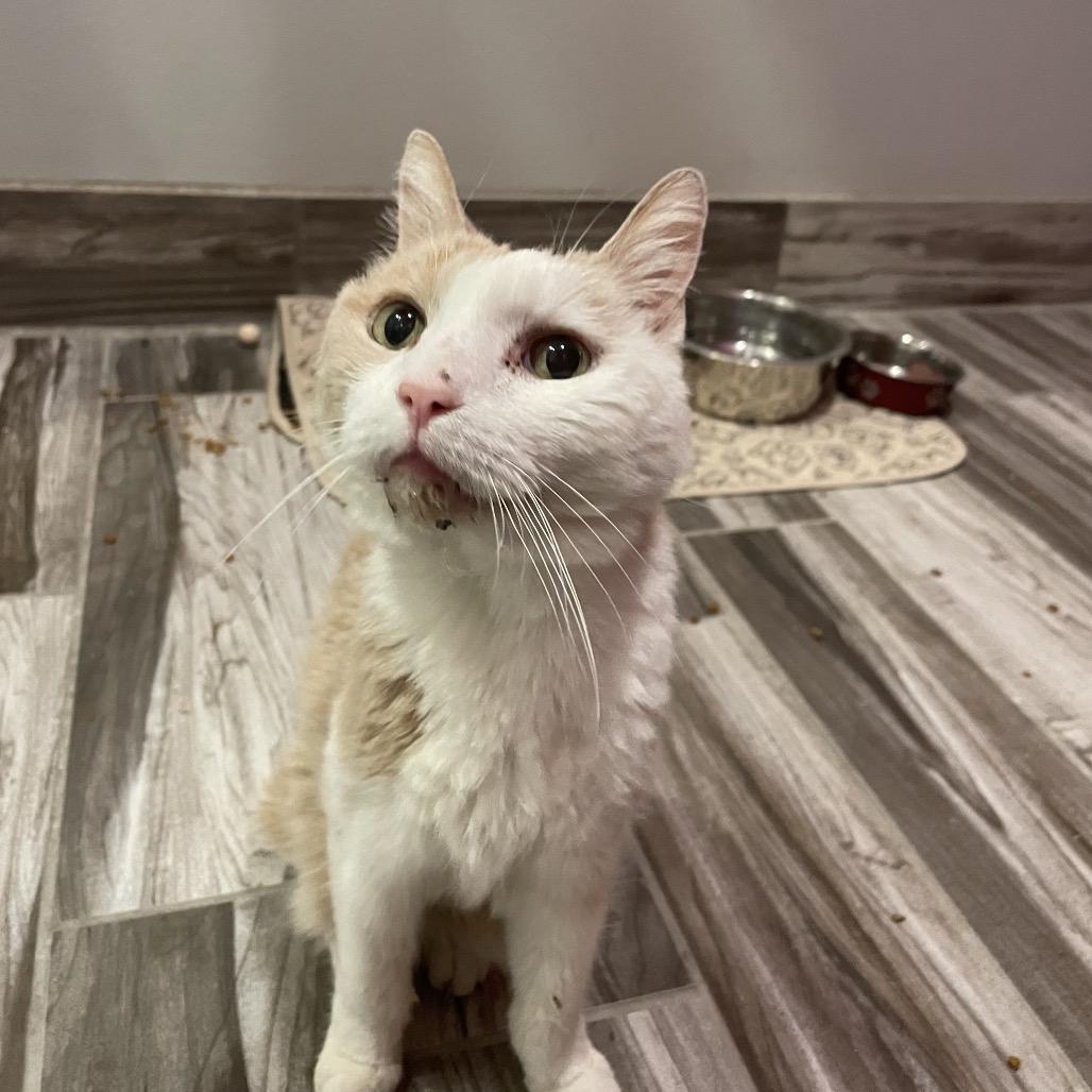 Enlarge Oscar, a Adoptable Domestic Short Hair in West Des Moines, IA image 4/4