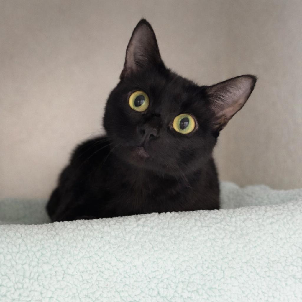 Enlarge Crystal, a Adoptable Domestic Short Hair in Hopkinton, MA image 1/4