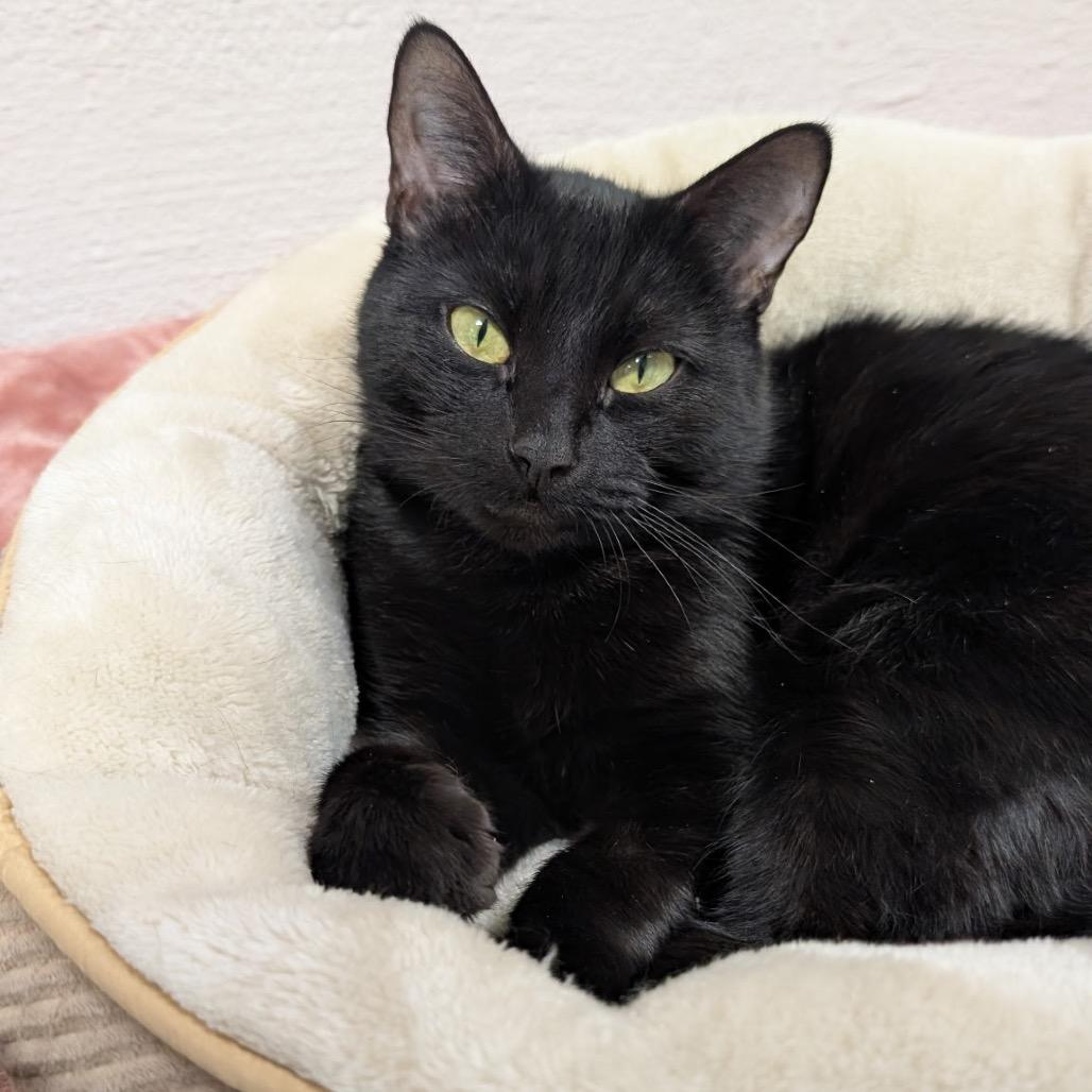 Enlarge Crystal, a Adoptable Domestic Short Hair in Hopkinton, MA image 2/4