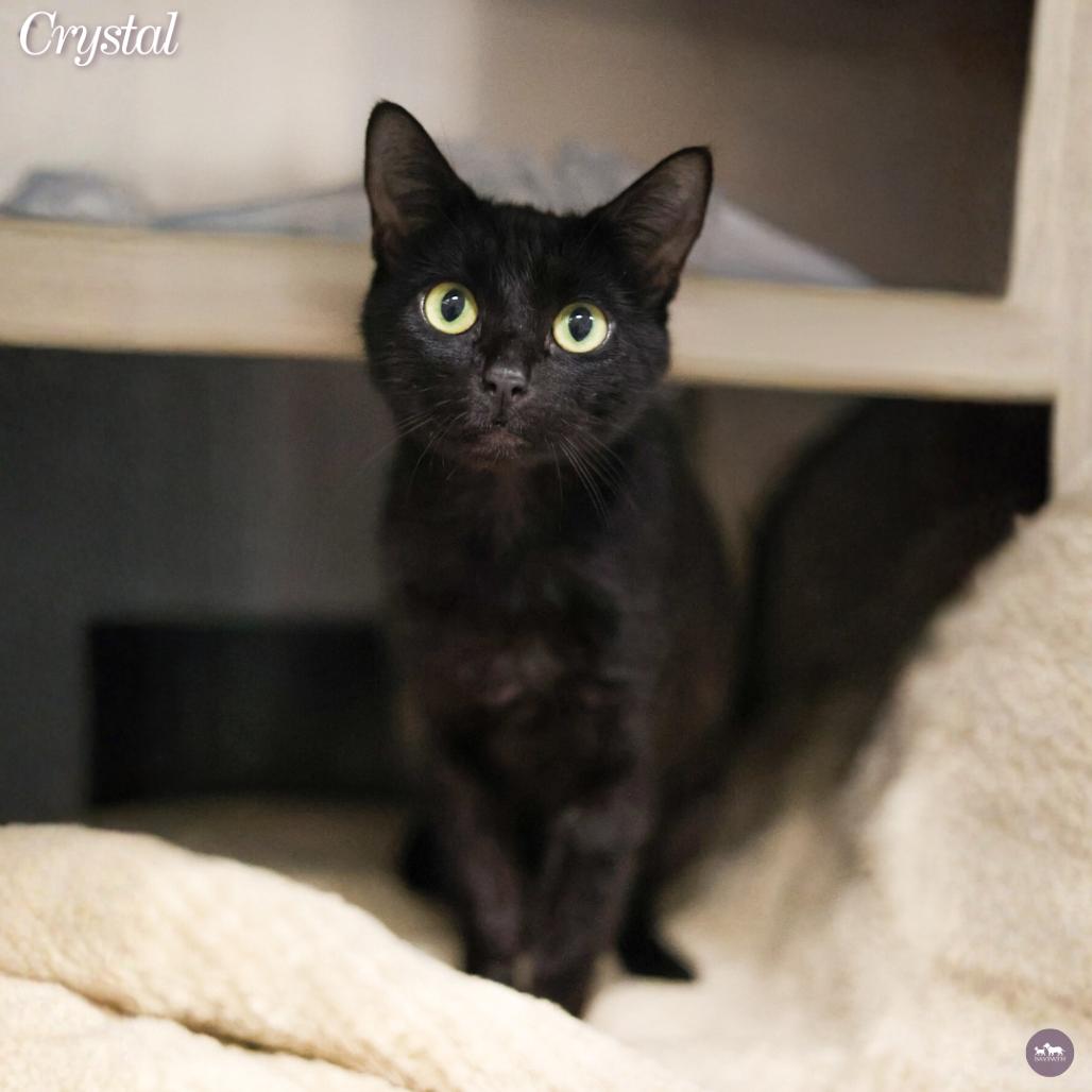 Enlarge Crystal, a Adoptable Domestic Short Hair in Hopkinton, MA image 3/4