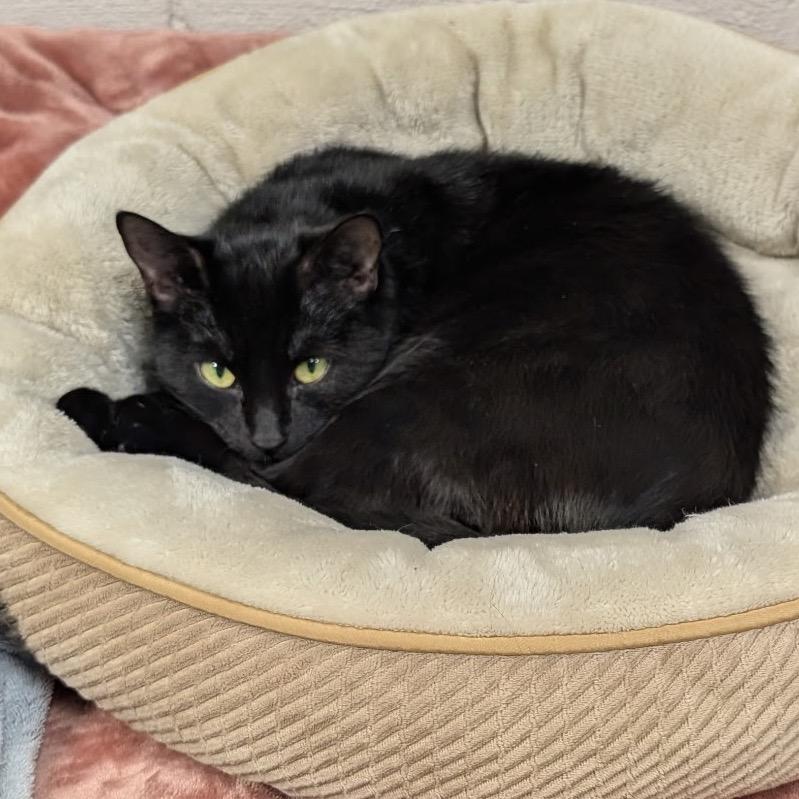 Enlarge Crystal, a Adoptable Domestic Short Hair in Hopkinton, MA image 4/4