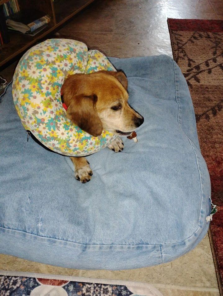 Mark, Adopted, Young Male Beagle.